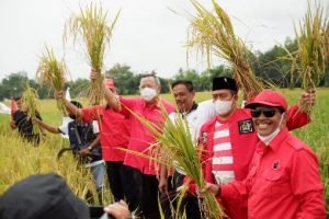 Sambut Masa Panen, Sudin Ikuti Panen Raya Padi MSP dan Berikan Bantuan Alsintan di Lampung Tengah