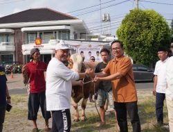 Berbagi Kebaikan ke Masyarakat, Gerindra Lampung Sembelih 16 Ekor Sapi Kurban