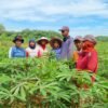 Petani Singkong Merana, Budhi Condrowati Dorong Regulasi