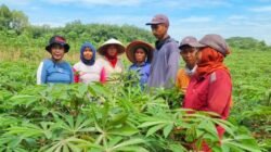 Petani Singkong Merana, Budhi Condrowati Dorong Regulasi