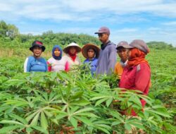 Pemerintah Tetapkan Harga Singkong Rp1400/kg, Budhi Condrowati: Semoga Petani Singkong Sejahtera