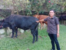 Sebar Manfaat, DPC Gerindra Sembelih 10 Sapi Kurban untuk Warga Bandarlampung