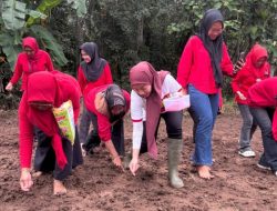 Kartini Turun ke Ladang: PDIP Lamsel Gaspol Ketahanan Pangan dari Desa