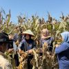 Petani NasDem Lampung Tengah Panen Jagung, Dorong Ketahanan Pangan 2026