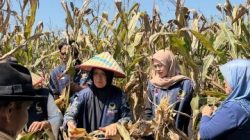 Petani NasDem Lampung Tengah Panen Jagung, Dorong Ketahanan Pangan 2026