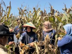Petani NasDem Lampung Tengah Panen Jagung, Dorong Ketahanan Pangan 2026