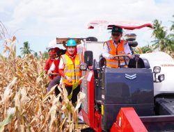 Panen Raya Jagung GNTI 2026, Ketua PDI Perjuangan Lampung Winarti Dorong Modernisasi Hingga Tahap Pascapanen